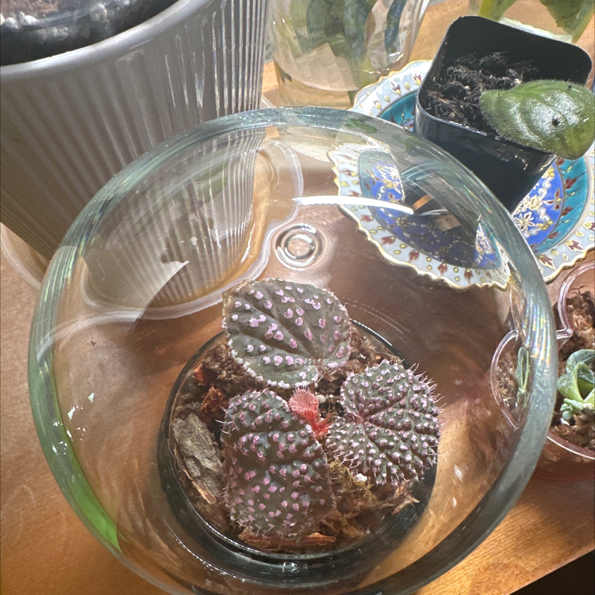 Photo of the plant species Begonia 'Pink Urchin' by @Denisekv11 named Aileen on Greg, the plant care app