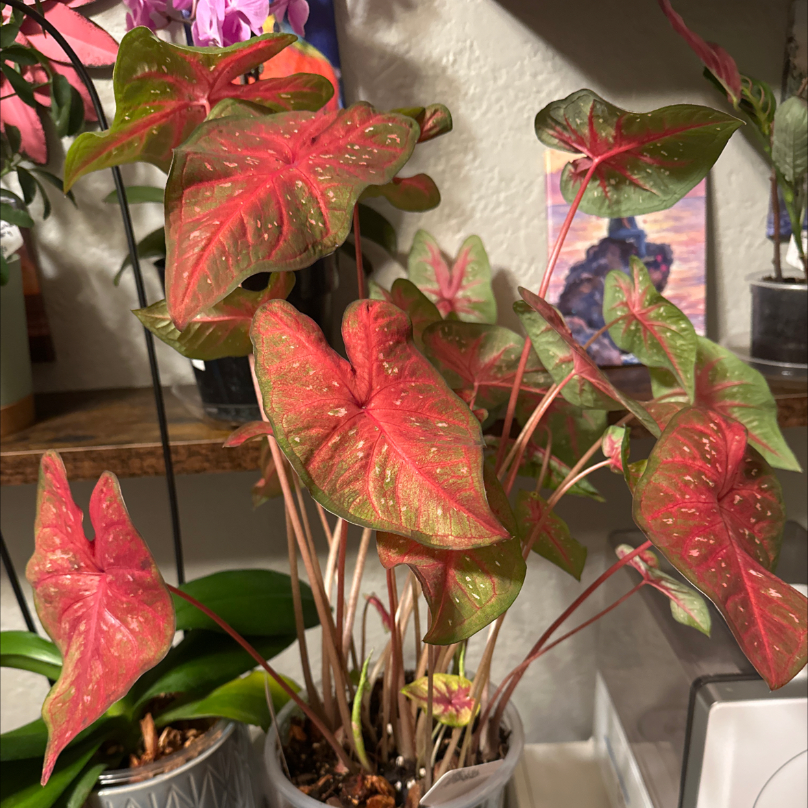 Photo of the plant species Red Flash Angel Wings by @Denisekv11 named Rosie on Greg, the plant care app