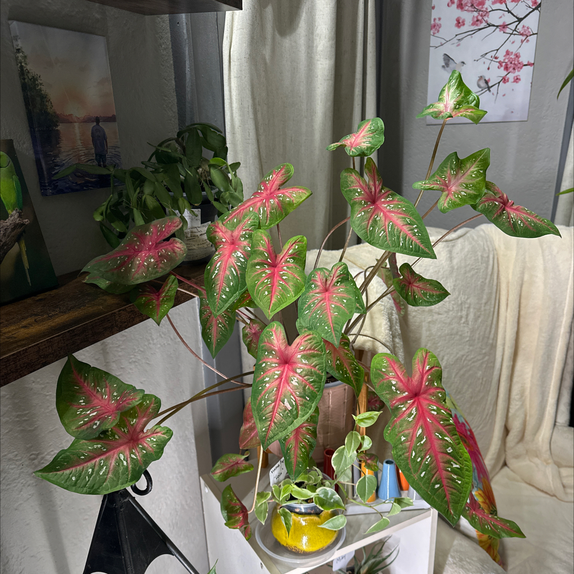 Photo of the plant species Red Flash Angel Wings by @Denisekv11 named Rosie on Greg, the plant care app