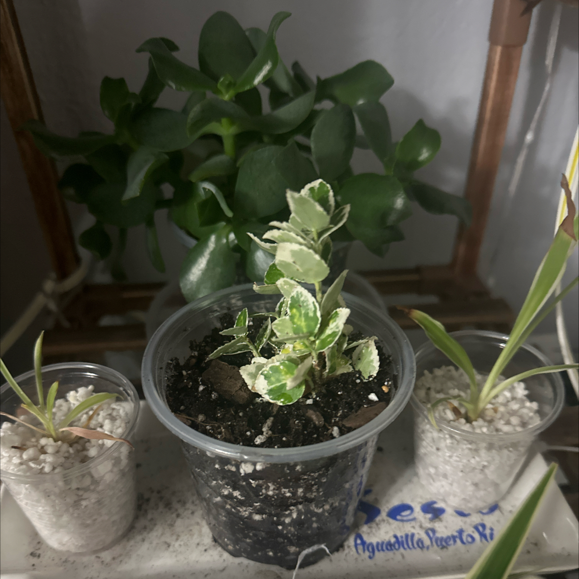 Photo of the plant species Emerald Gaiety Euonymus by @Denisekv11 named Winter Creeper on Greg, the plant care app