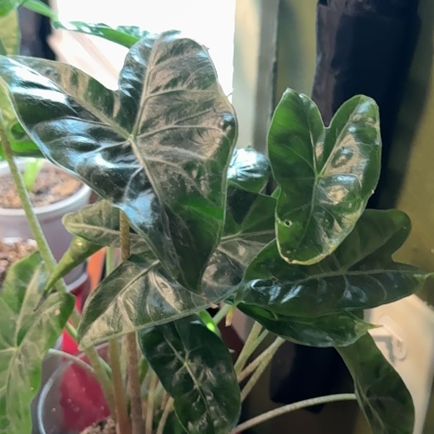 Photo of the plant species ivory coast by @SpicyFeverfew81 named Luna on Greg, the plant care app