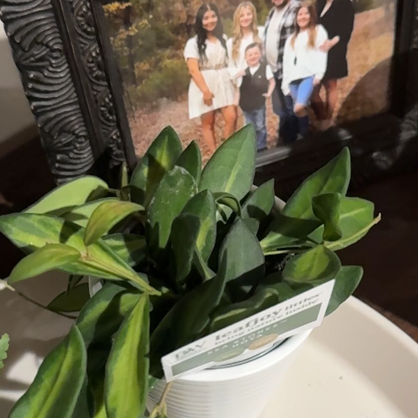 Photo of the plant species Sea stone hoya by @Anthuriumlilli named Kardashian on Greg, the plant care app
