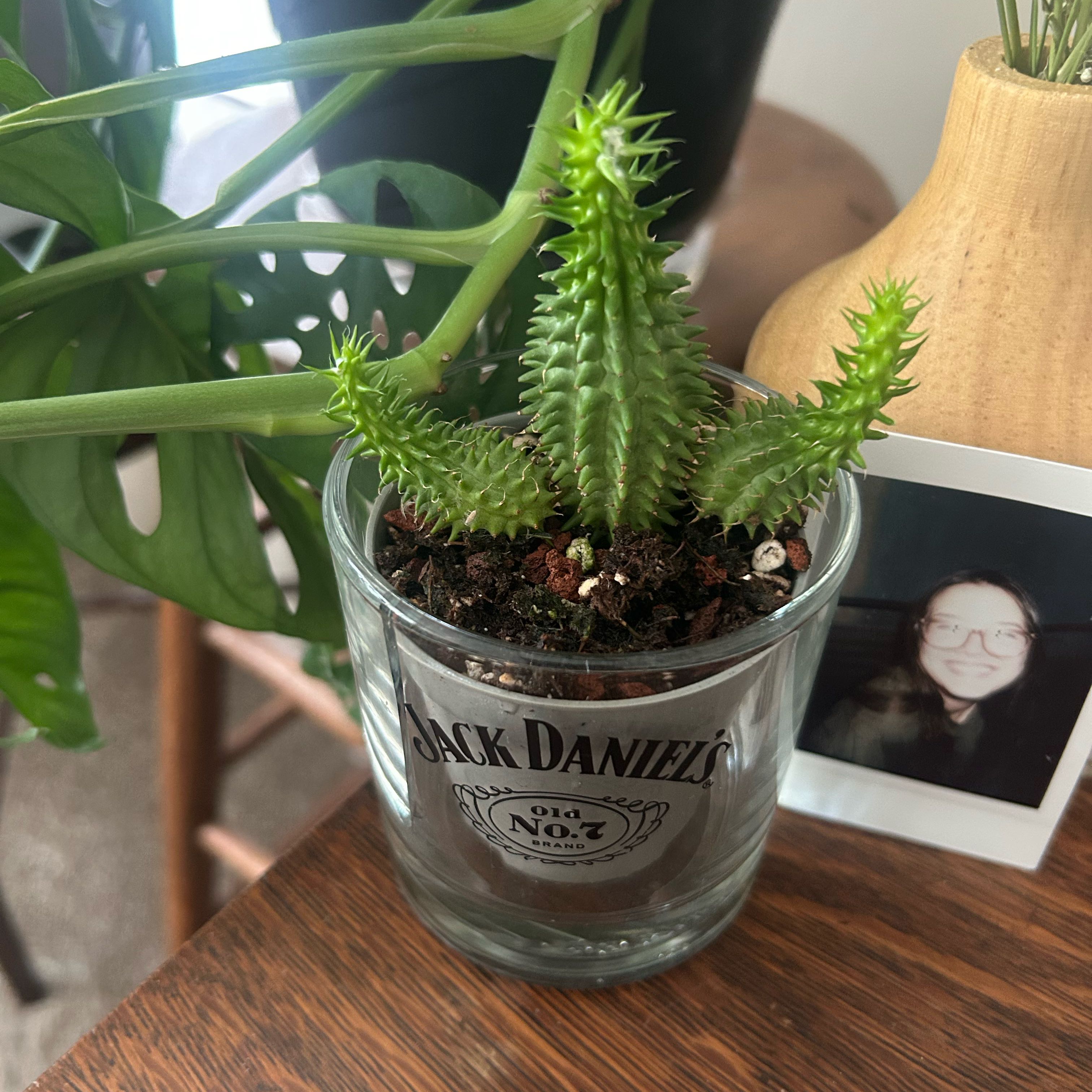 Photo of the plant species Susanne's Spurge by @Bathmilk named Hamilton on Greg, the plant care app