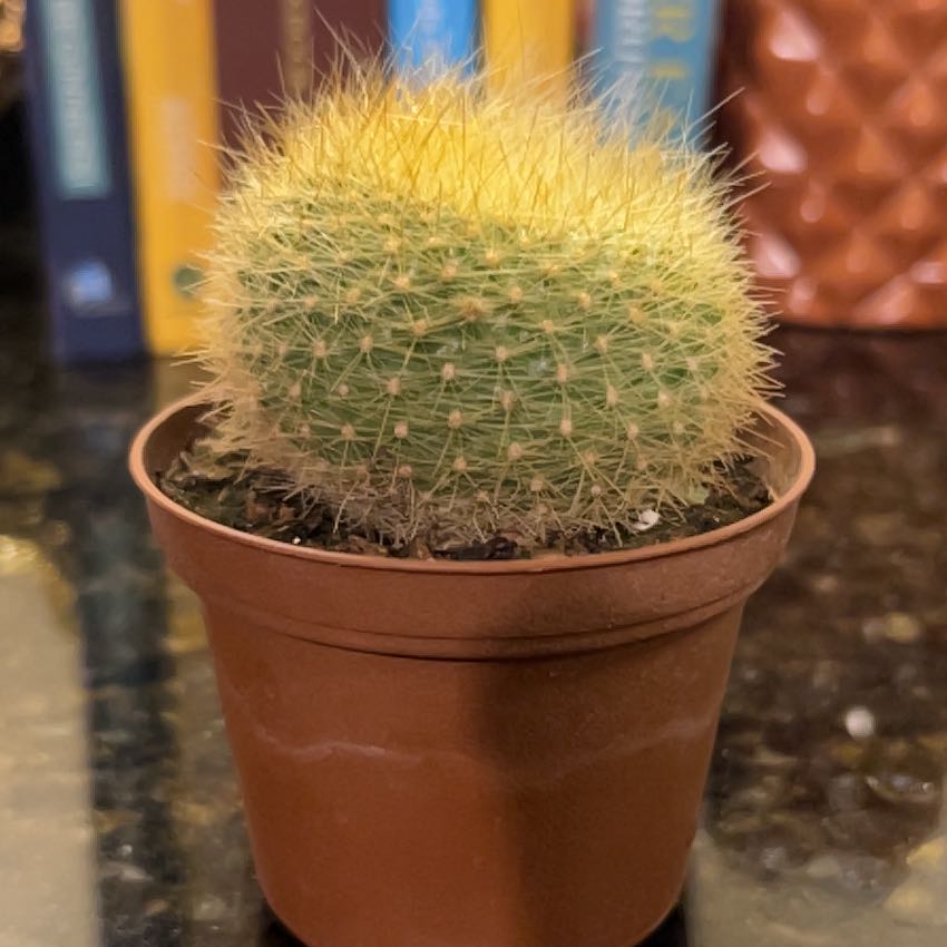 Photo of the plant species Mammillaria muehlenpfordtii by @SwellHoupara14 named Mollie on Greg, the plant care app