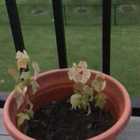 Photo of the plant species Oak Tree by @GemAlmond86 named Maya on Greg, the plant care app