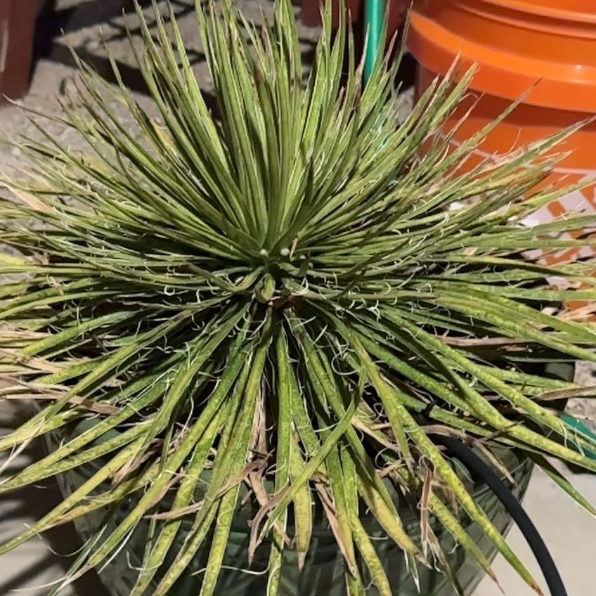Photo of the plant species Twin Flower Agave by @ChosenDuwei named Winston on Greg, the plant care app