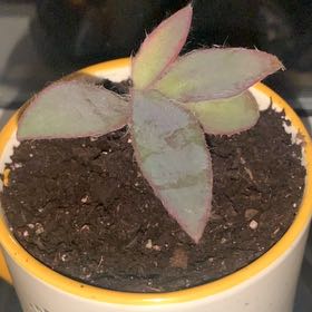 Photo of the plant species Pale Pluma by @QueenAgboy79 named McGee on Greg, the plant care app