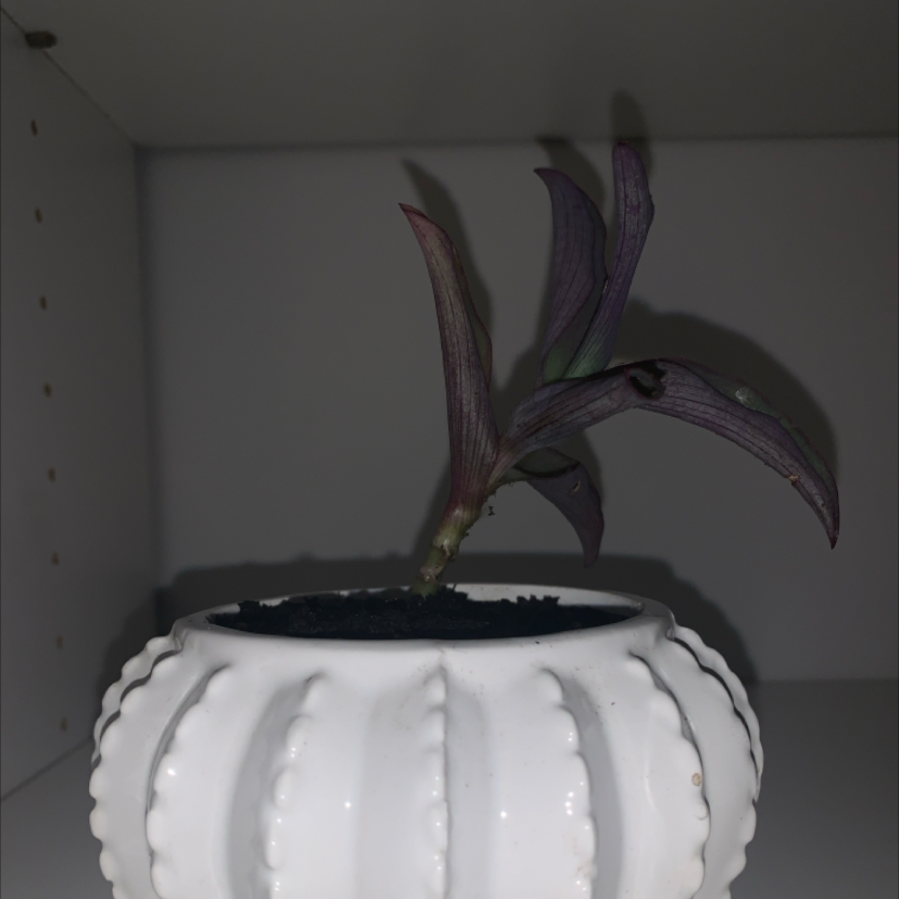 Photo of the plant species Blue Sue by @QueenAgboy79 named Ziva on Greg, the plant care app