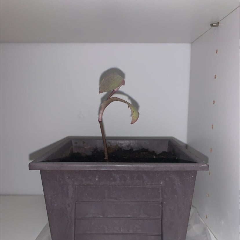 Plant care for Moses-in-the-Cradle on Greg, the plant care app