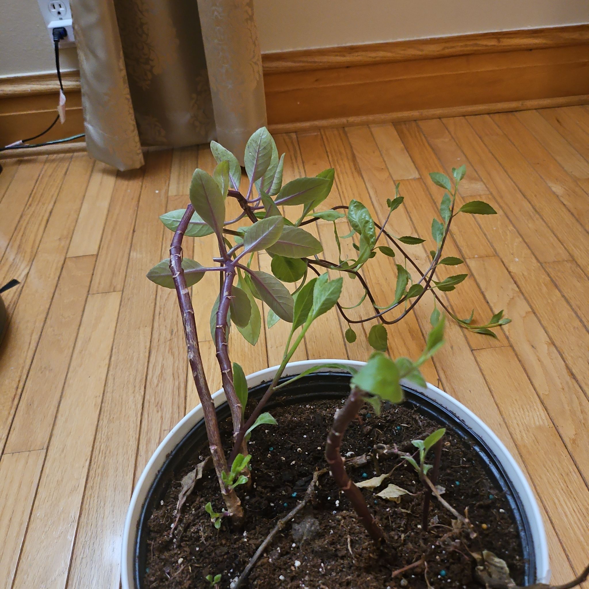Photo of the plant species Ashitaba 'Tomorrow's Leaf' by @EquippedMahoe named Madonna on Greg, the plant care app