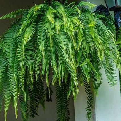 Photo of the plant species Boston Fern by Gabby named Lebron on Greg, the plant care app