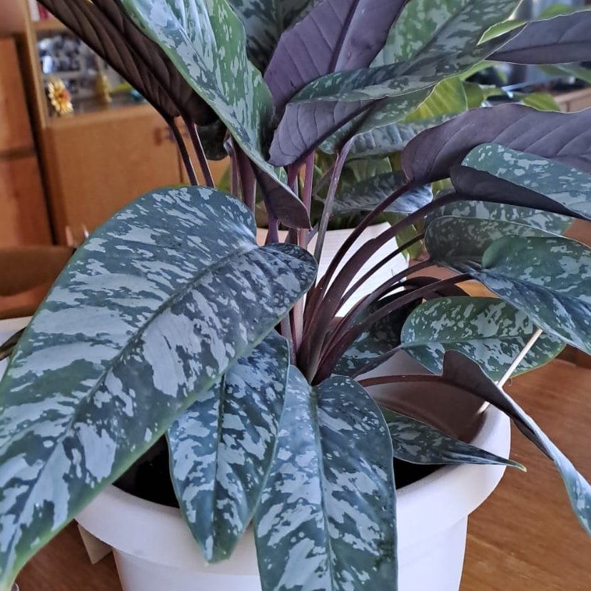 Photo of the plant species homalomena purple sword by @SirFiresticks35 named Homalomena on Greg, the plant care app