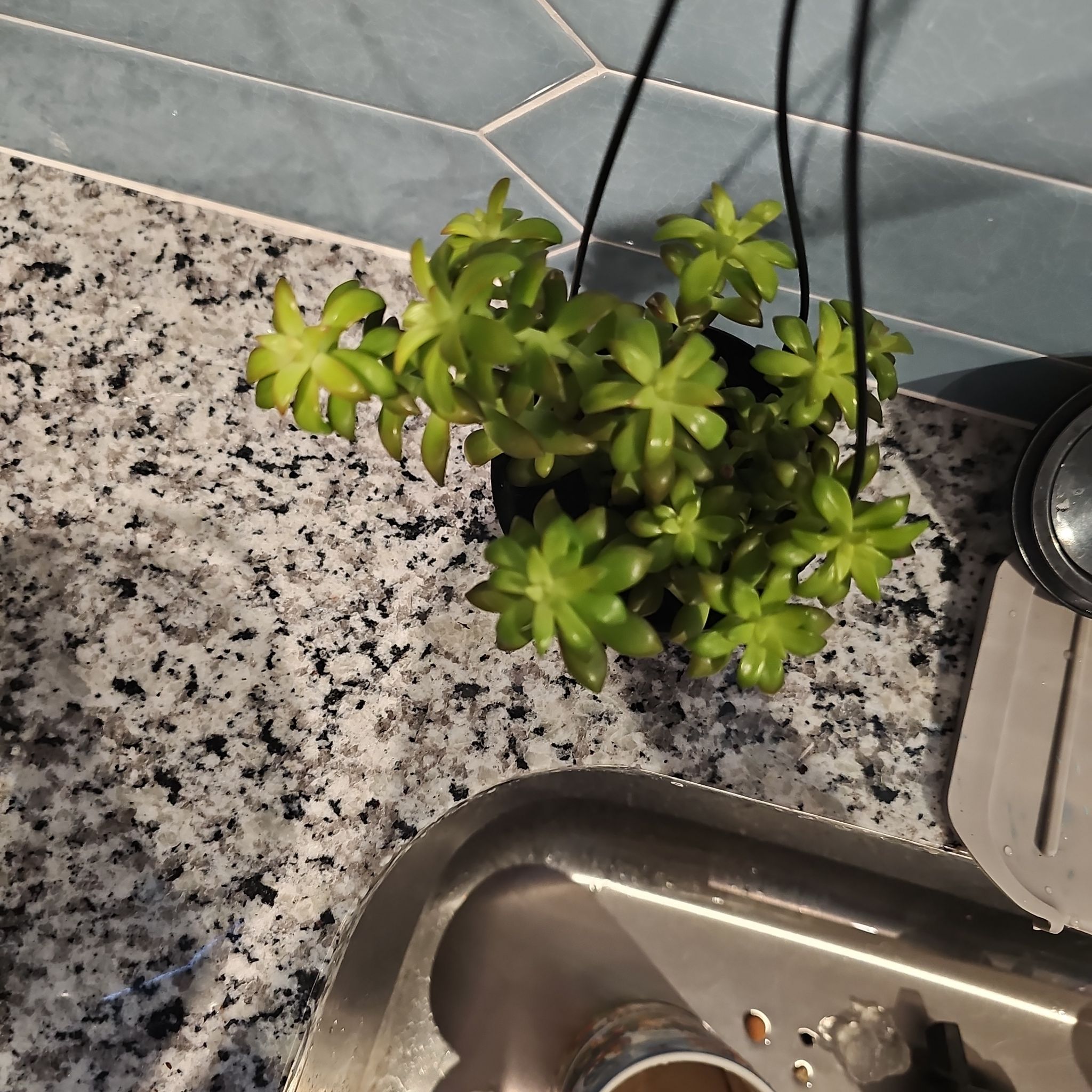 Photo of the plant species Shooting Star by @MightyOricad41 named Doja Cat on Greg, the plant care app