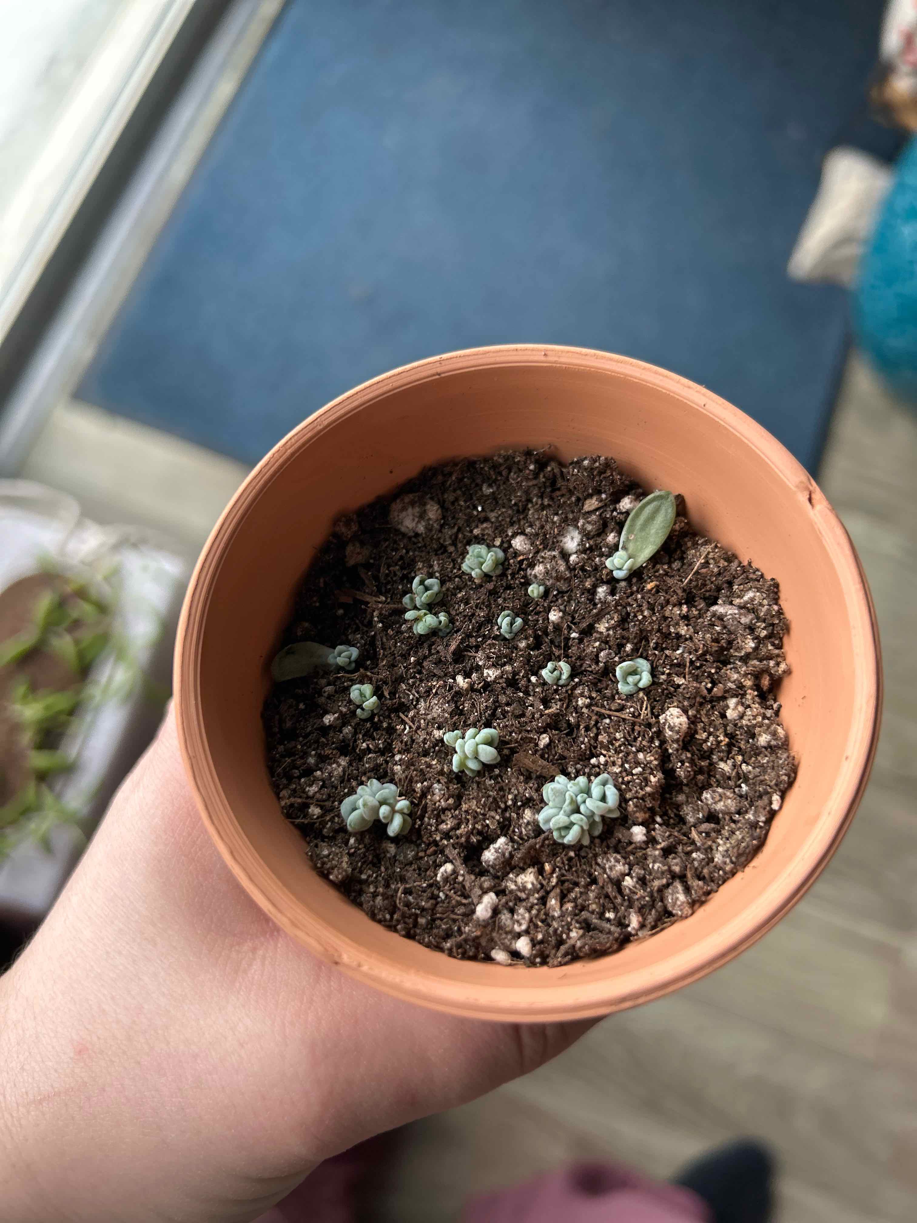 Small Red Carpet plant in a pot with several green sprouts emerging from the soil.
