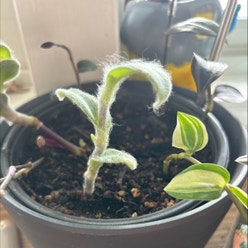 White Velvet plant