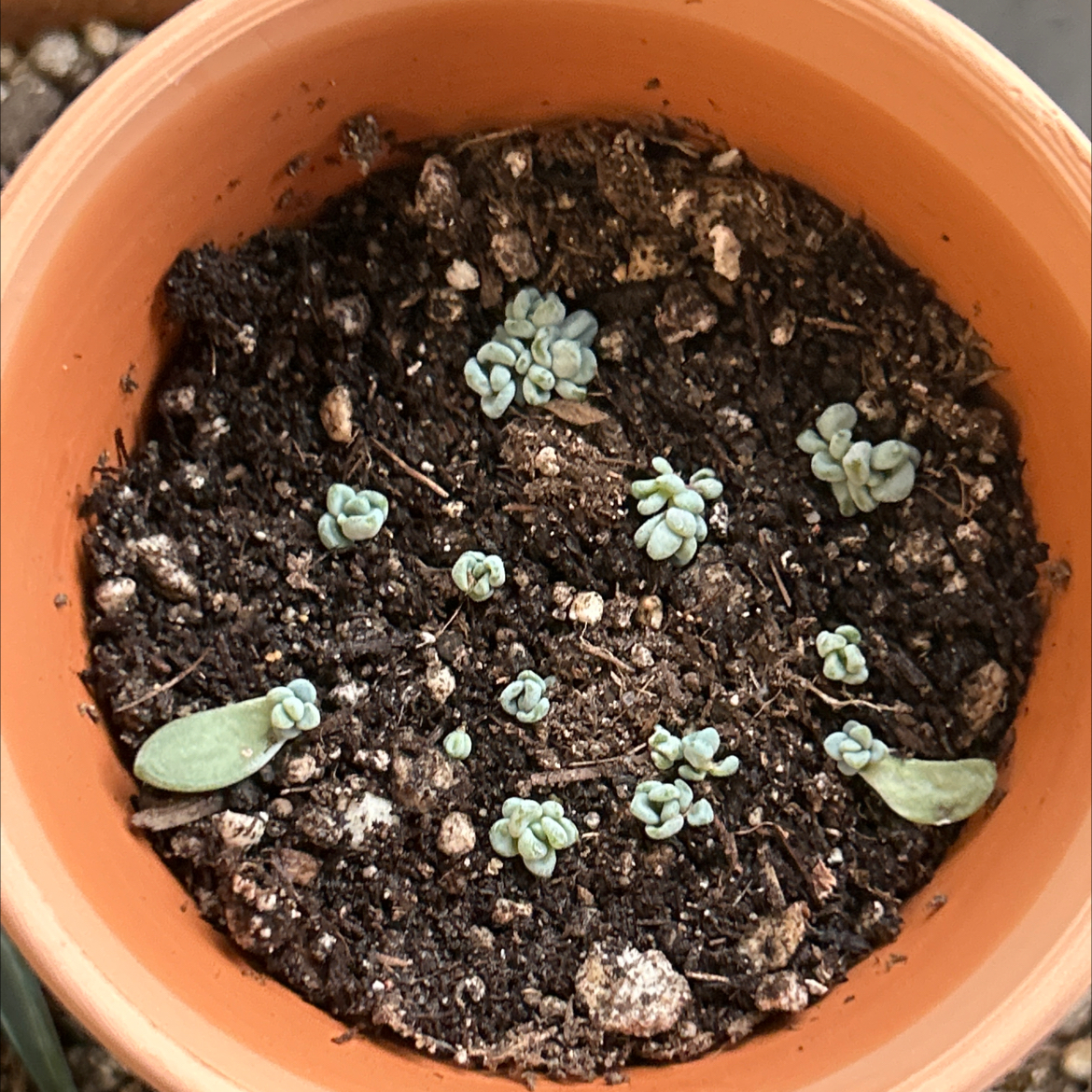 Small Red Carpet plant in a pot with multiple small green succulent-like plants.