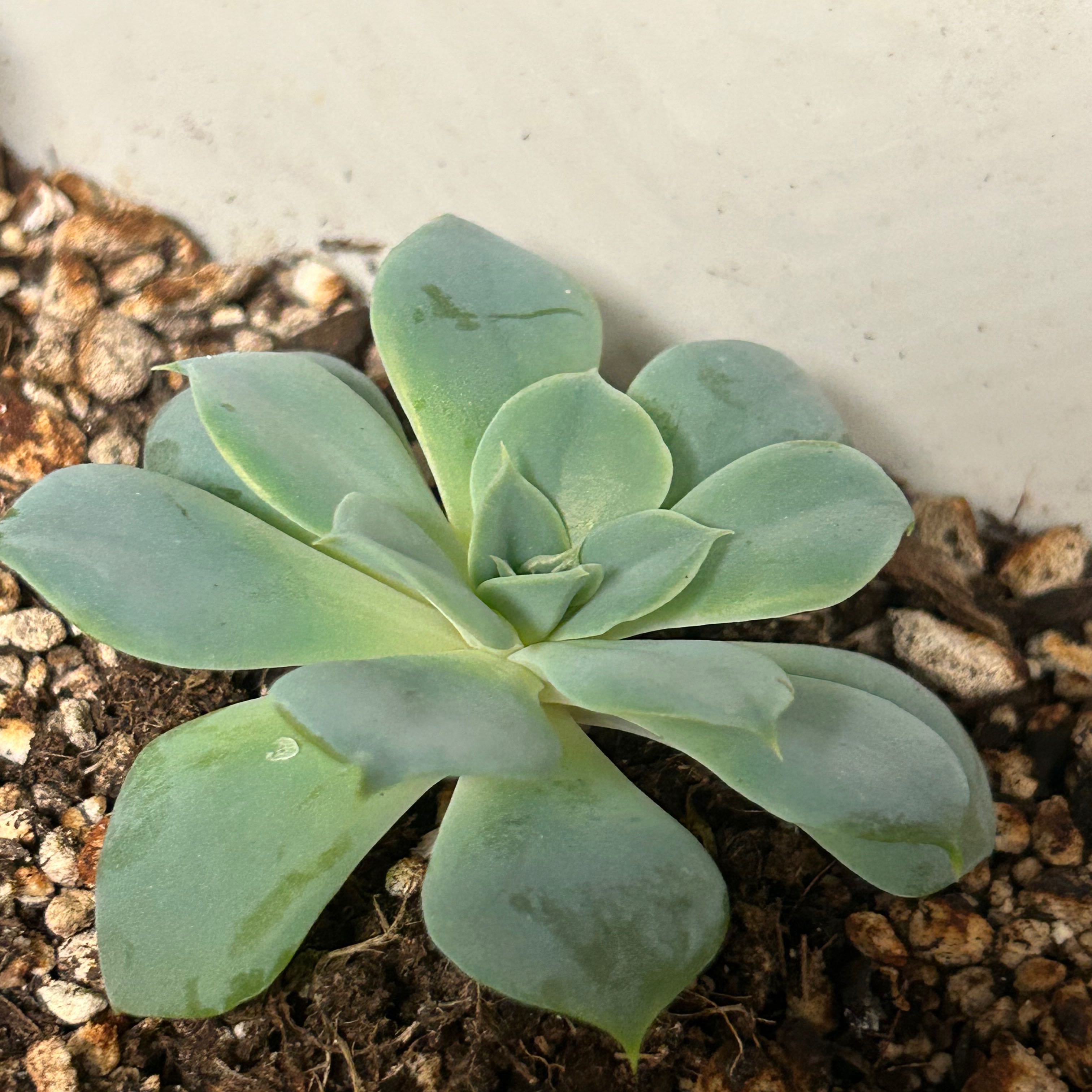 Photo of the plant species Blue Echeveria by Nellie named Navajo on Greg, the plant care app