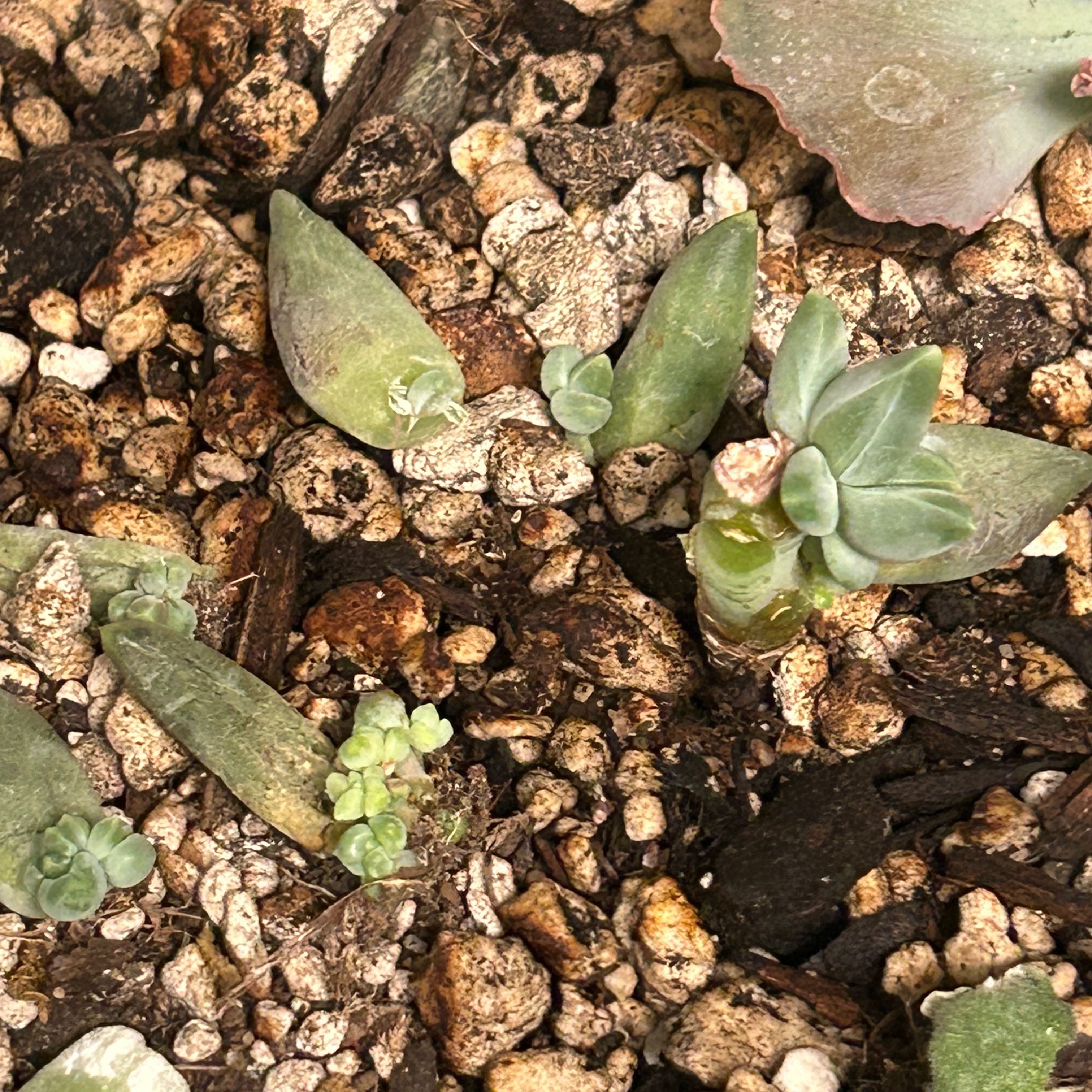 Image of a Little Jewel succulent in rocky soil with several small rosettes.