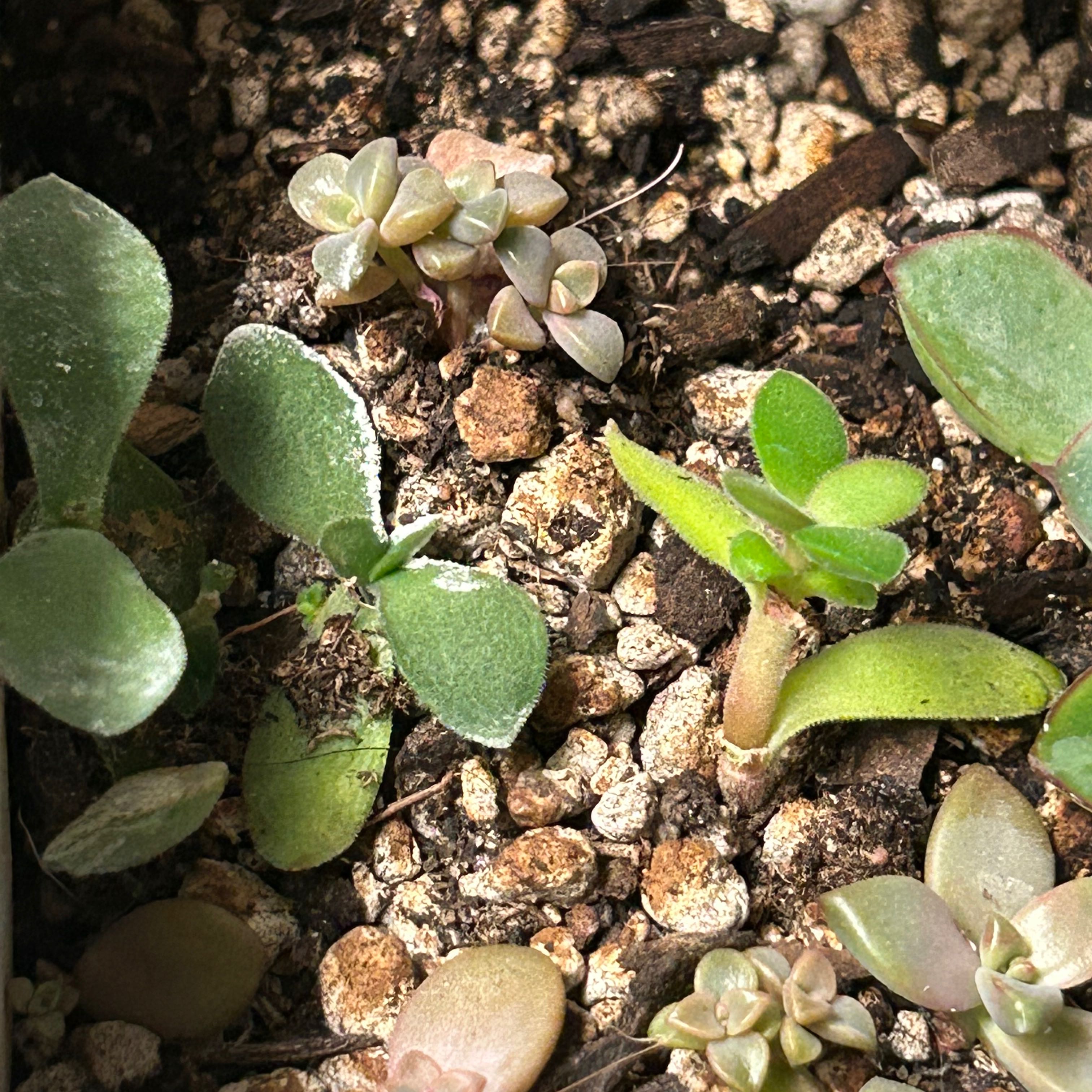 Close-up of Fairy Crassula and other small succulents in well-draining soil.