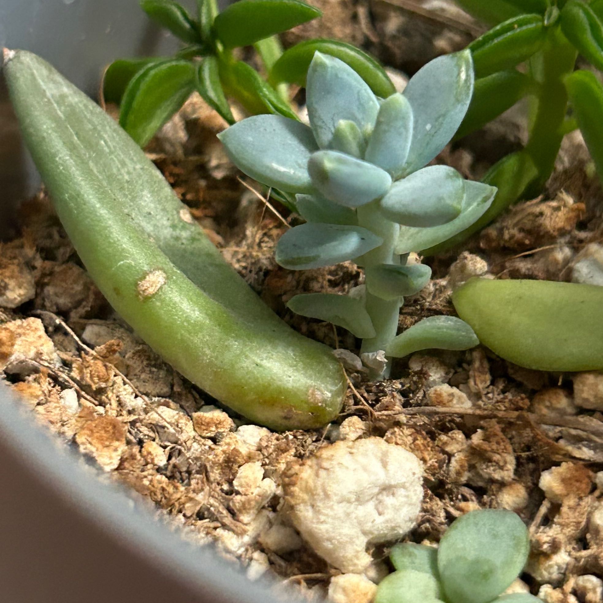 Graptoveria 'Fred Ives' succulent in a pot with visible soil, healthy appearance.