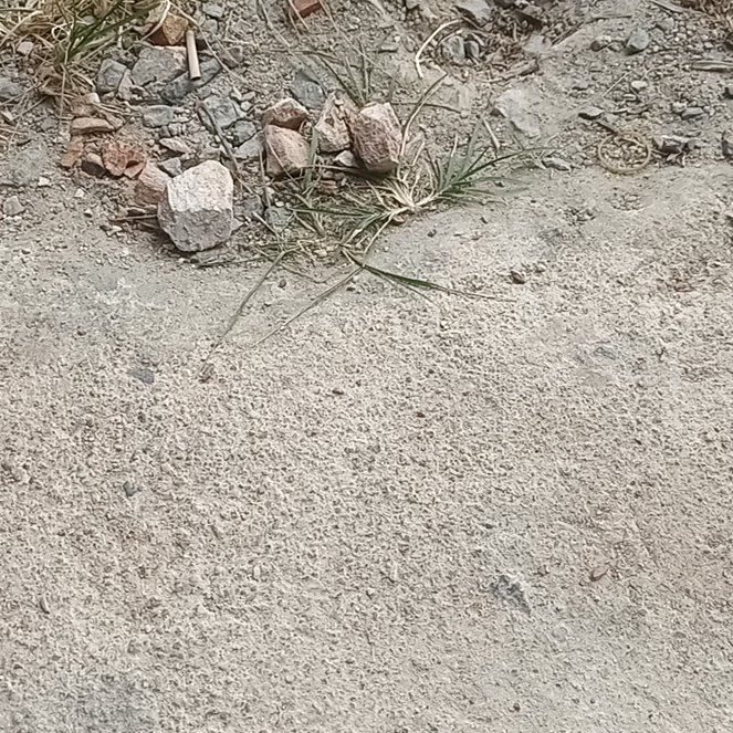 Photo of the plant species Wiregrass by @HotCosmo64 named Duke on Greg, the plant care app