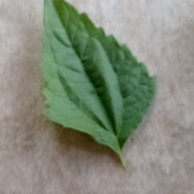 Photo of the plant species Sweet Cherry by @HotCosmo64 named McKinley on Greg, the plant care app