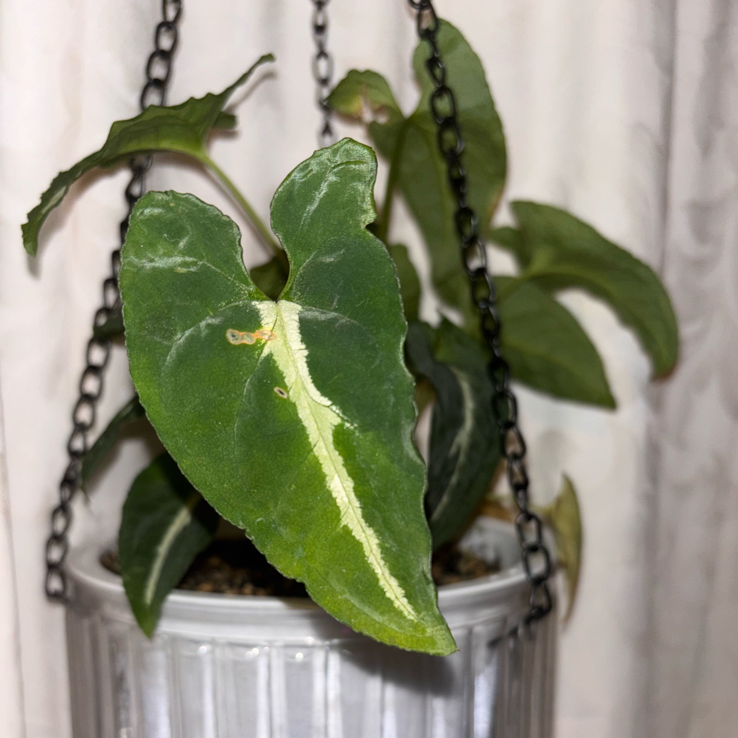 Photo of the plant species Anthurium magnificum x crystallinum by @RealMaitake62 named Harper on Greg, the plant care app