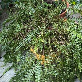 Photo of the plant species Sickle Fern by @DynamicFeijoa named da Vinci on Greg, the plant care app