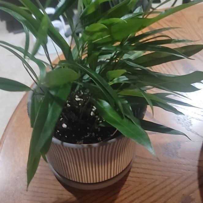 Plant care for Artocarpus albobrunneus on Greg, the plant care app