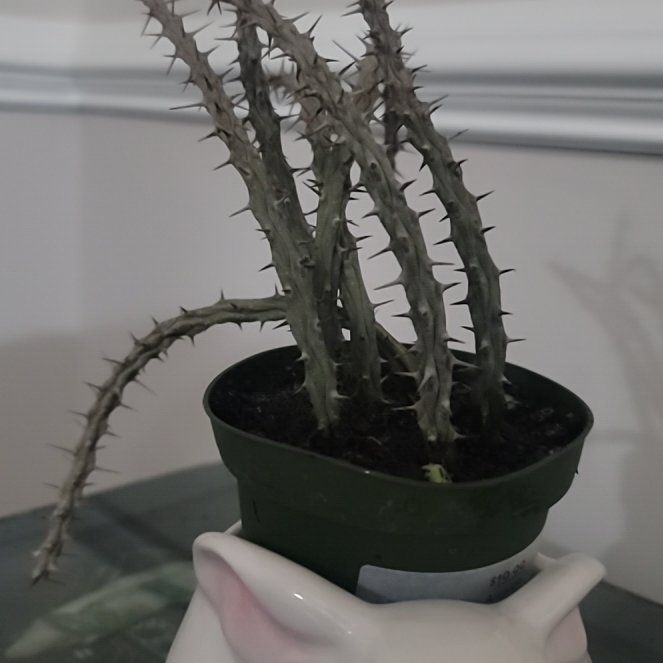 Photo of the plant species Madagascar Ocotillo by @AliciaMelts named Wall-E on Greg, the plant care app