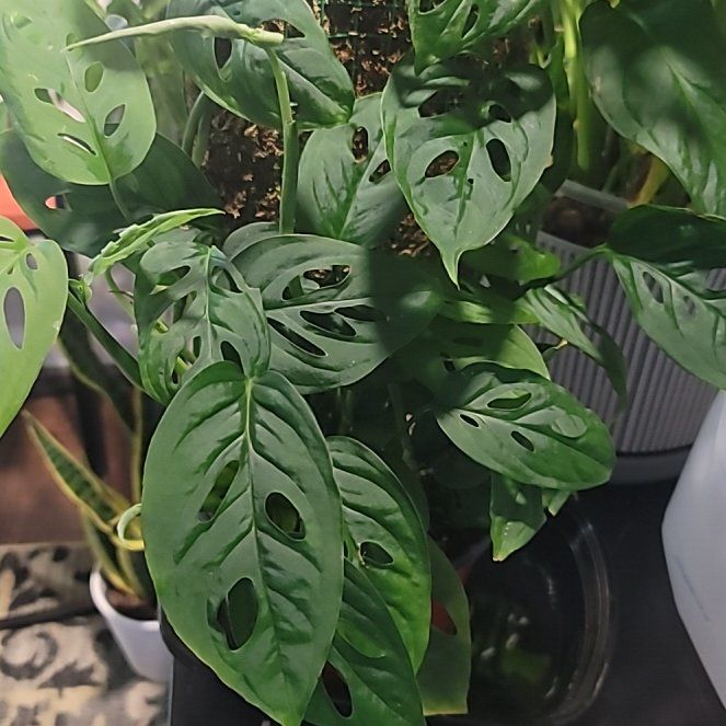 Photo of the plant species Monstera obliqua 'Cuyabeno' by @AliciaMelts named Lady Hamilton on Greg, the plant care app