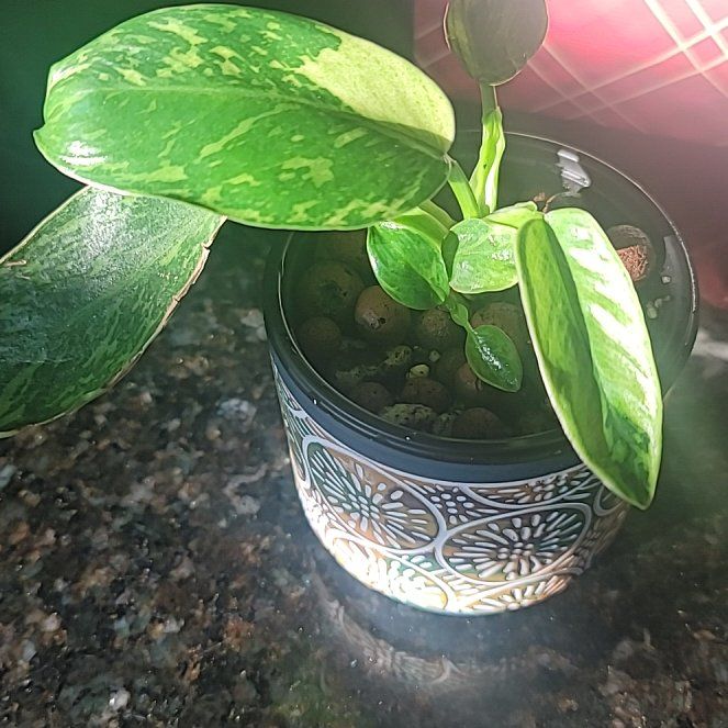 Photo of the plant species Philodendron Jose Bueno Fiesta by @AliciaMelts named Jose on Greg, the plant care app