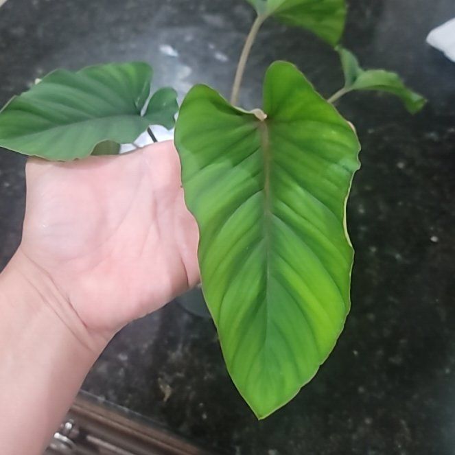 Photo of the plant species Adelonema ‘Red Velvet’ by @AliciaMelts named Captain Plant-it on Greg, the plant care app