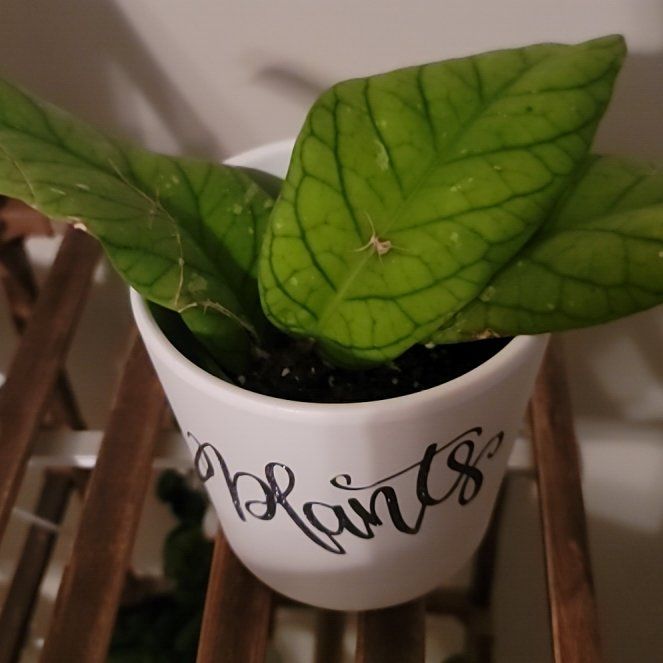 Photo of the plant species Hoya meredithii by @AliciaMelts named Beckham on Greg, the plant care app