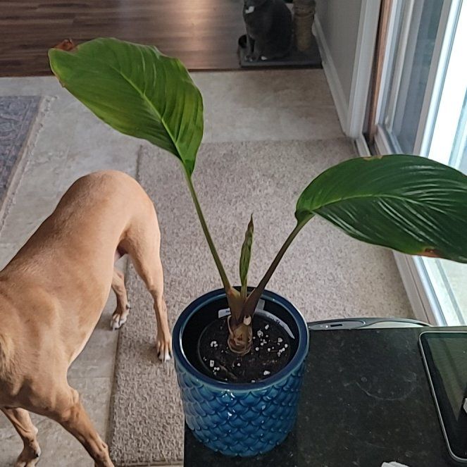 Photo of the plant species Batflower by @AliciaMelts named Messi on Greg, the plant care app