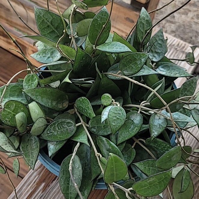Photo of the plant species Black Margin Hoya Parasitica by @AliciaMelts named ⁷James Dean on Greg, the plant care app