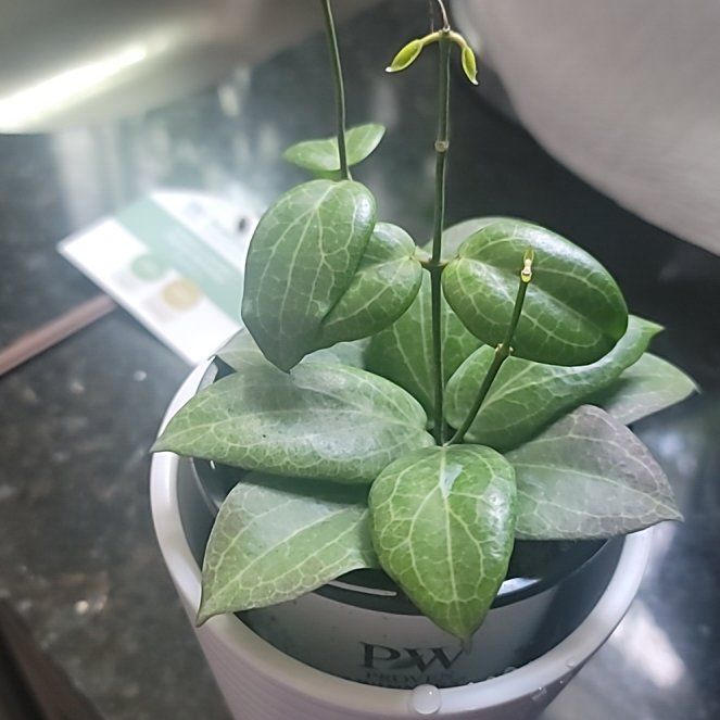 Photo of the plant species Hoya fitchii by @AliciaMelts named Coco on Greg, the plant care app