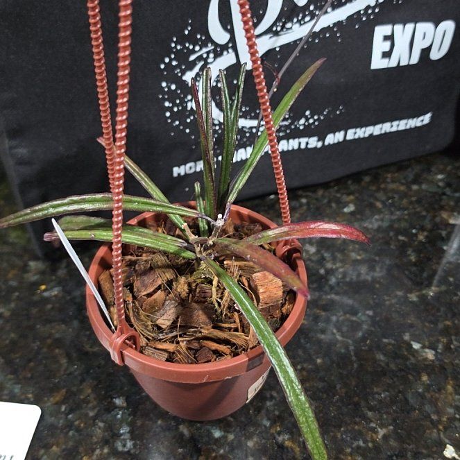 Photo of the plant species Hoya insularis by @AliciaMelts named Daphne on Greg, the plant care app