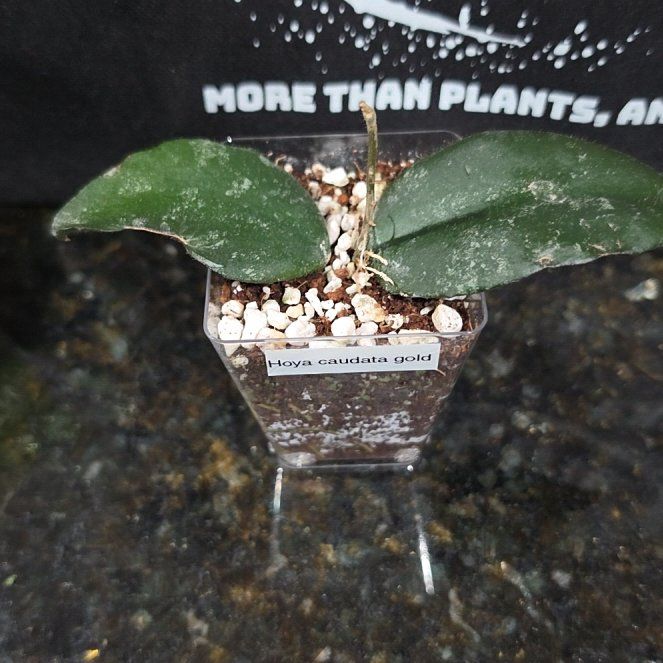 Photo of the plant species Hoya caudata Sumatra by @AliciaMelts named Muhammad Ali on Greg, the plant care app