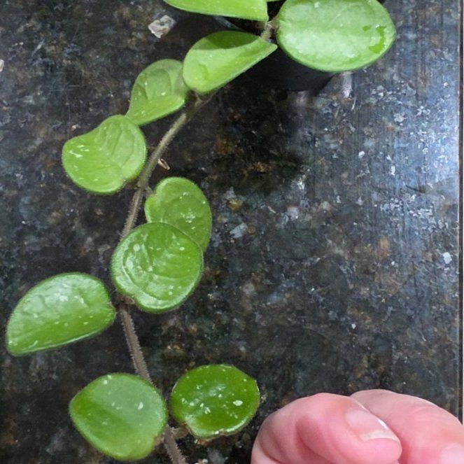 Photo of the plant species Hoya 'Mathilde Splash' by @AliciaMelts named Fernie Mac on Greg, the plant care app