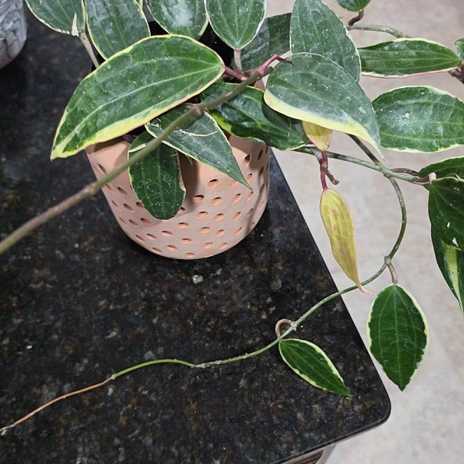 Photo of the plant species Hoya macrophylla by @AliciaMelts named Anne on Greg, the plant care app