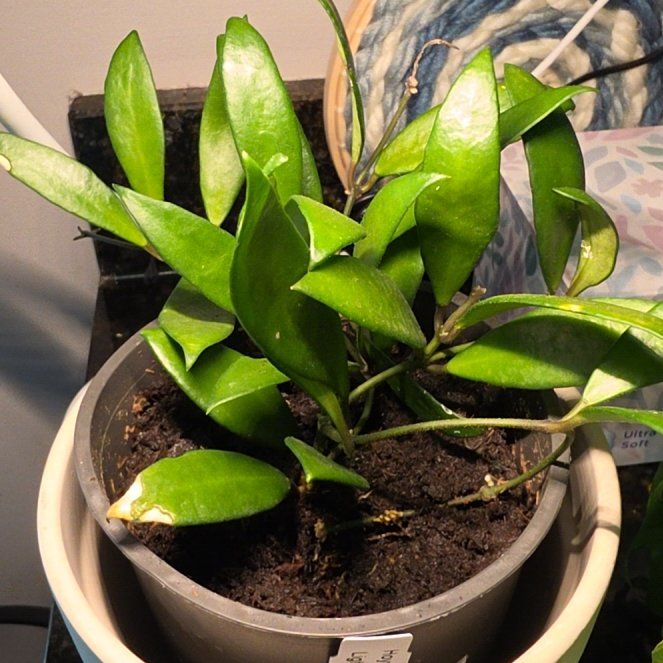 Photo of the plant species Hoya 'David Cummingii Album' by @AliciaMelts named Lola on Greg, the plant care app