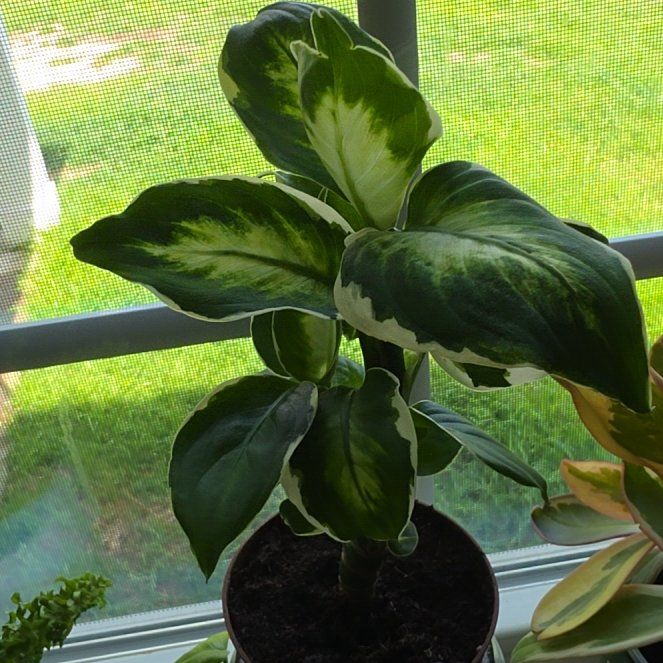 Photo of the plant species Diffenbachia Mariana by @AliciaMelts named Athena on Greg, the plant care app