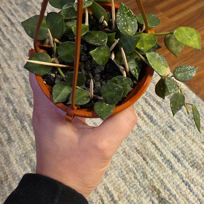 Photo of the plant species Super Silver Hoyaa Krohniana by @AliciaMelts named Zeus on Greg, the plant care app