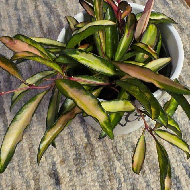 Photo of the plant species Hoya Wayetti by @AliciaMelts named Lavender on Greg, the plant care app