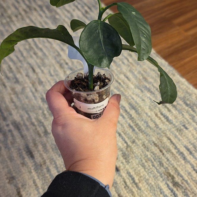 Photo of the plant species N/A by @AliciaMelts named Flora on Greg, the plant care app
