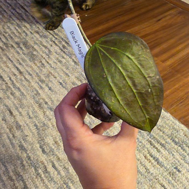 Photo of the plant species Hoya AH 'Black Magic' by @AliciaMelts named Pax on Greg, the plant care app