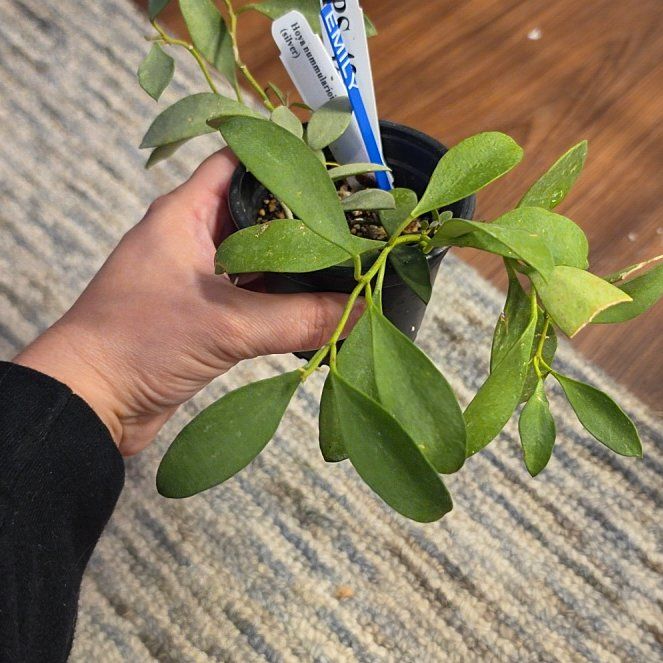 Photo of the plant species Hoya nummularioides by @AliciaMelts named Walt on Greg, the plant care app