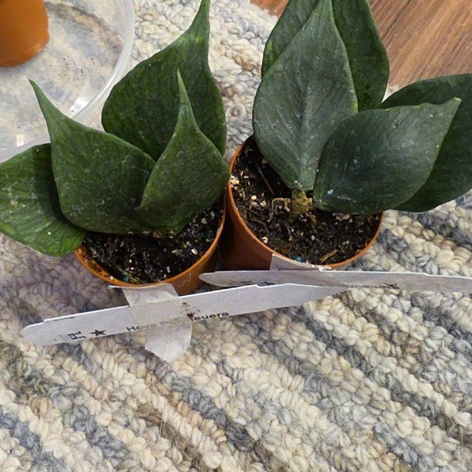 Photo of the plant species Fishtail Hoya by @AliciaMelts named Michelle Branch on Greg, the plant care app