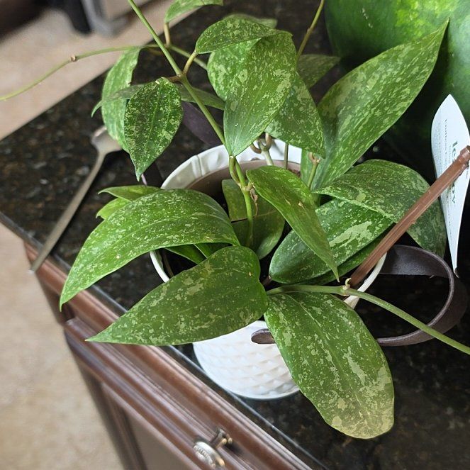 Photo of the plant species Hoya Rangsan by @AliciaMelts named Drake on Greg, the plant care app